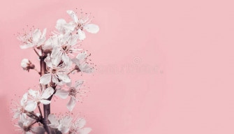 Pink Cherry Blossom Wallpaper