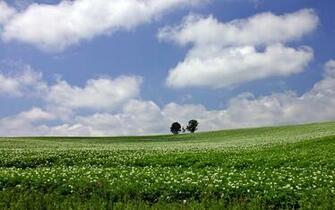 Hokkaido Country Field Open Under Sky No Wallpaper