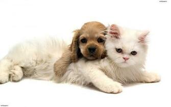 Cute Pets HD Wallpaper