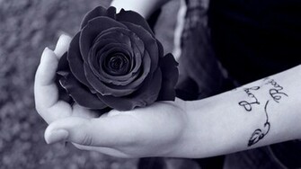 Black Rose Flower Wallpaper Wallpaperlepi