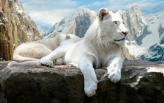 Beautiful White Lion Wallpaper