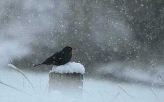 Black Winter Snow Birds Wallpaper