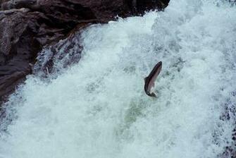 Salmon Fish River Waterfall G Wallpaper Background