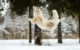 Jumping In The Snow Dogs Wallpaper