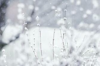 Winter Wallpaper