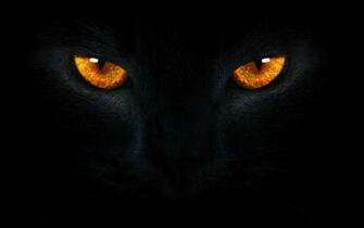 Black Cat With Gold Eyes Car Pictures