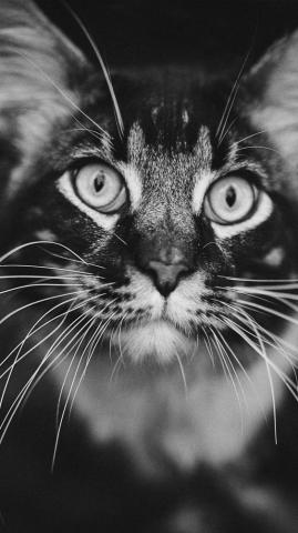 Staring Cat Black White 4k Ultra HD Mobile Wallpaper Cats
