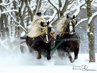 Horses Image Horse Wallpaper Photos