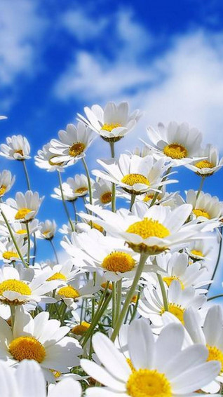 Spring Flower iPhone Wallpaper