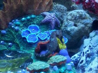 Seahorses Desktop Background Chillcover Pretty