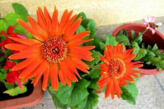 Bright Flowers Wallpaper