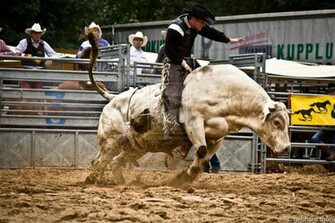 Alcatel Ot Funny Wallpaper Were In The Day Bull Touch