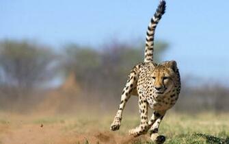 Leopard Vs Cheetah At Close Range