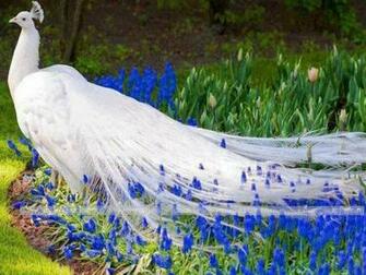 Peacock Beautiful Wallpaper Imagepk