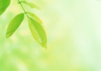 Best Green Leaf Desktop Wallpaper Background Collection