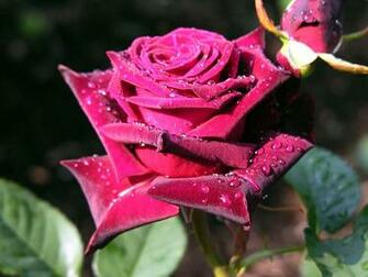 Wallpaper Of Flowers Roses