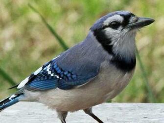 Blue Jays Wallpaper Image Android Apps On Google Play