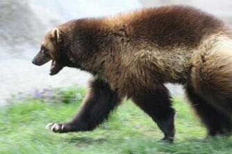 Wolverine Animal