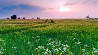 Nature Scenery Grass Flowers Summer Wallpaper