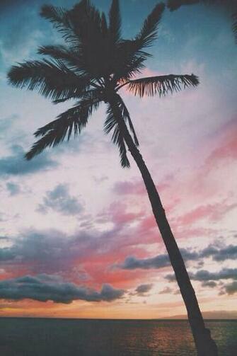 Palm Trees Background