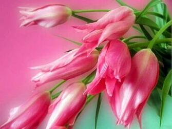 Green And Pink Wallpaper