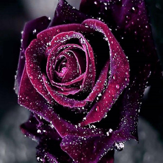 Dark Purple Roses Wallpaper