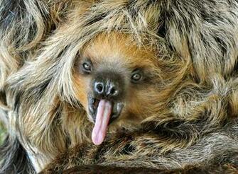 Cute Funny Animalz Sloth New Nice Image And Wallpaper