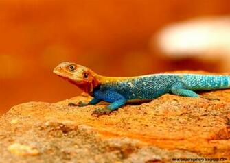 Colorful Lizard Wallpaper Gallery