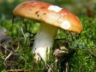Wallpaper Edible Mushroom Photos And Walls