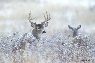 HD Wallpaper Whitetail Deer X Kb Jpeg