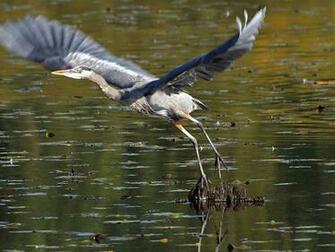 Great Blue Heron Wallpaper Animals Town