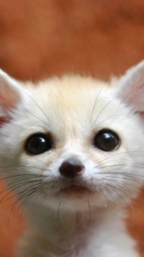 Baby Fennec Fox Wallpaper iPhone Plus