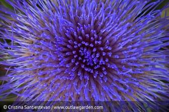 Purple Sea Anemone Big Anemones