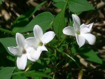 Jasmine Name Meaning History