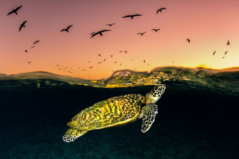 Hawksbills The Most Beautiful Of Sea Turtles State
