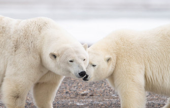 Wallpaper A Couple Polar Bears Two Image For