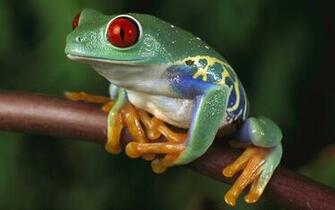 Green Women Trees Animals Red Eyes Frogs Eyed Tree