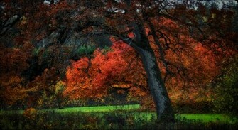 Fall Colors Desktop And Mobile Wallpaper Wallippo