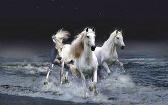 Pictures Top Horse Wallpaper