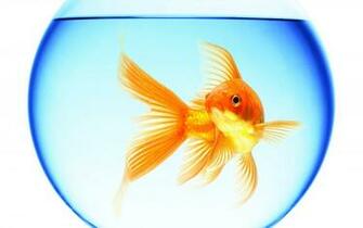 Goldfish Swimming Aquarium Round Water Reflection White Background