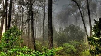 Sweetcouple High Resolution Beautiful Nature Jungle