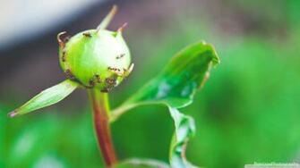 Antz 4k HD Desktop Wallpaper For Ultra Tv Wide