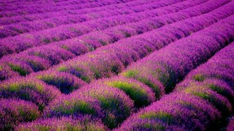 Lavender Field Wallpaper High Definition Quality
