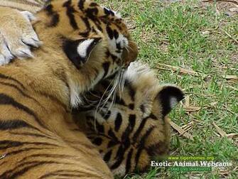 Bengal Tiger Desktop Wallpaper Themes