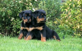 Rottweiler Computer Wallpaper Desktop Background Id