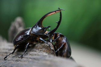 From Flickering Fireflies To Lowly Dung Beetles Insects Are
