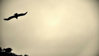 Bird Silhouette Wallpaper