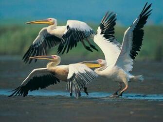 Japan Beautiful Birds Desktop Wallpaper For