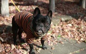 French Bulldog Computer Wallpaper Desktop Background