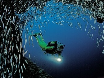 Fish Wallpaper Scuba Diving